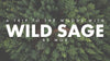 A Trip To The Woods With Wild Sage by MOR - Cosmetics Fragrance Direct
