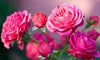 Rose Scented Fragrances - Cosmetics Fragrance Direct