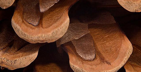 Cedarwood Colognes and Perfumes - Cosmetics Fragrance Direct 