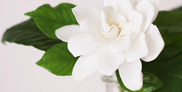 Gardenia Perfumes and Fragrances - Cosmetics Fragrance Direct