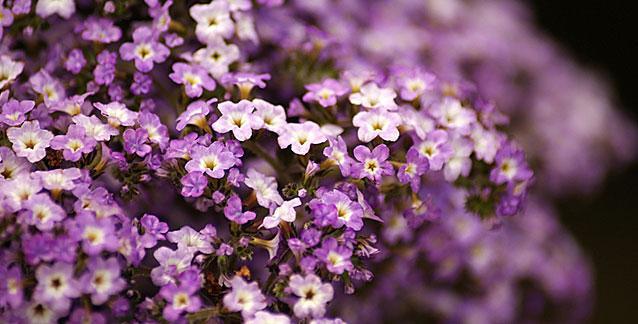 Heliotrope Perfumes and Fragrances - Cosmetics Fragrance Direct
