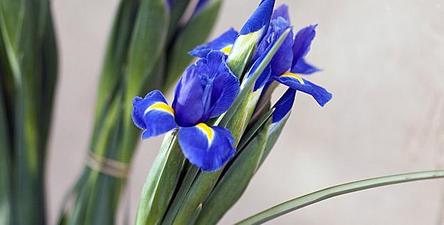 Iris Fragrances and Perfumes - Cosmetics Fragrance Direct