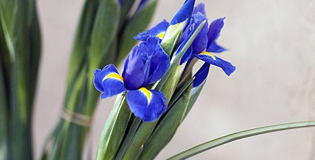Iris Fragrances and Perfumes - Cosmetics Fragrance Direct