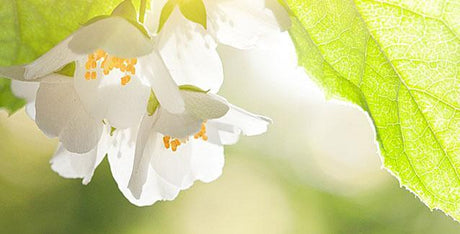 Jasmine Perfumes and Fragrances - Cosmetics Fragrance Direct