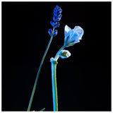 Yves Saint Laurent La Nuit De L'Homme Bleu Electrique Eau De Toilette Intense 100ml - Cosmetics Fragrance Direct-3614273346719